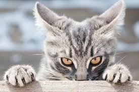 Your cat's food