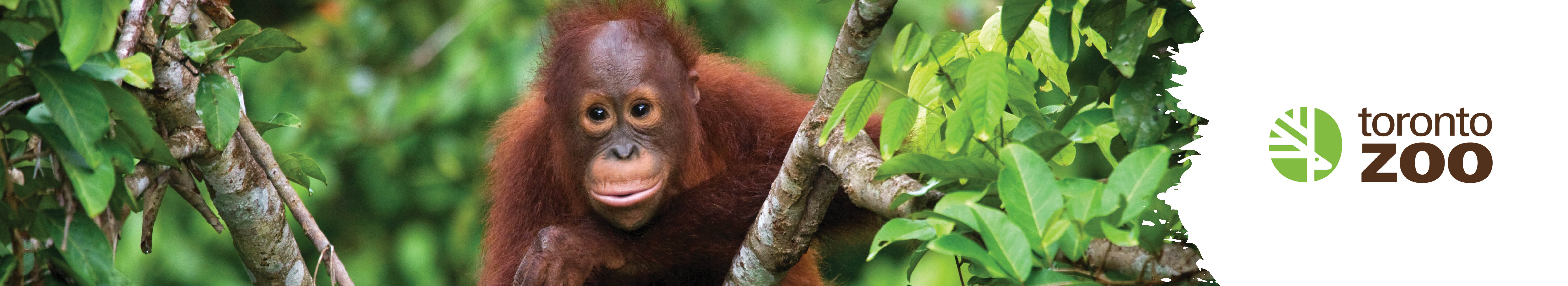 Toronto Zoo Donation Request Application Form Survey