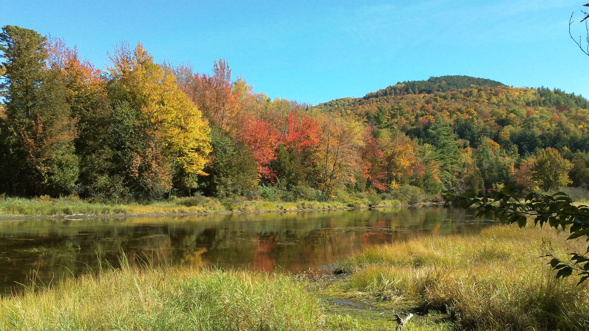 Bloomingdale Community Survey