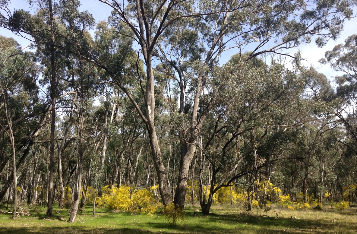 Grey Box Woodlands Field Day Survey