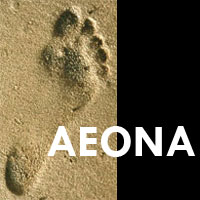 Aeona: Leader Development and Executive Coaching 