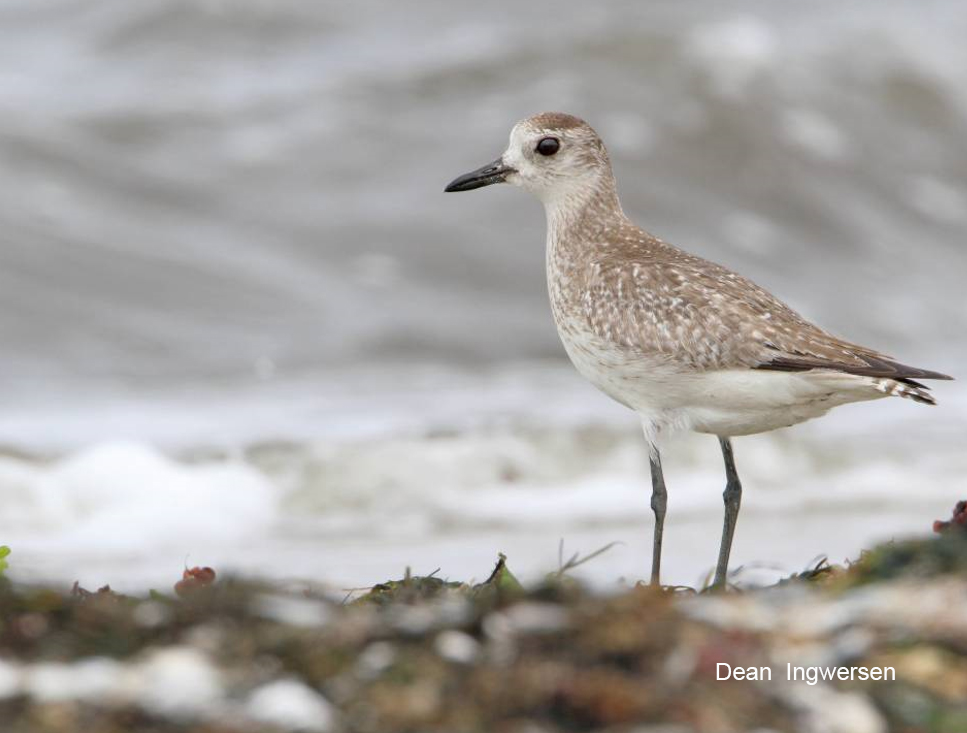 Grey Plover
