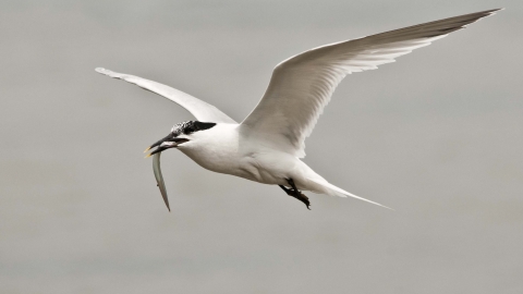  Common terns and sandwich terns 