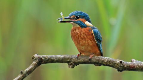  King Fisher 