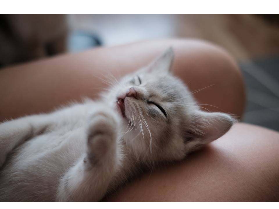 <div style="text-align: center;"><strong>"As every cat owner knows, nobody owns a cat"  <br>~ Ellen Perry Berkeley</strong></div>