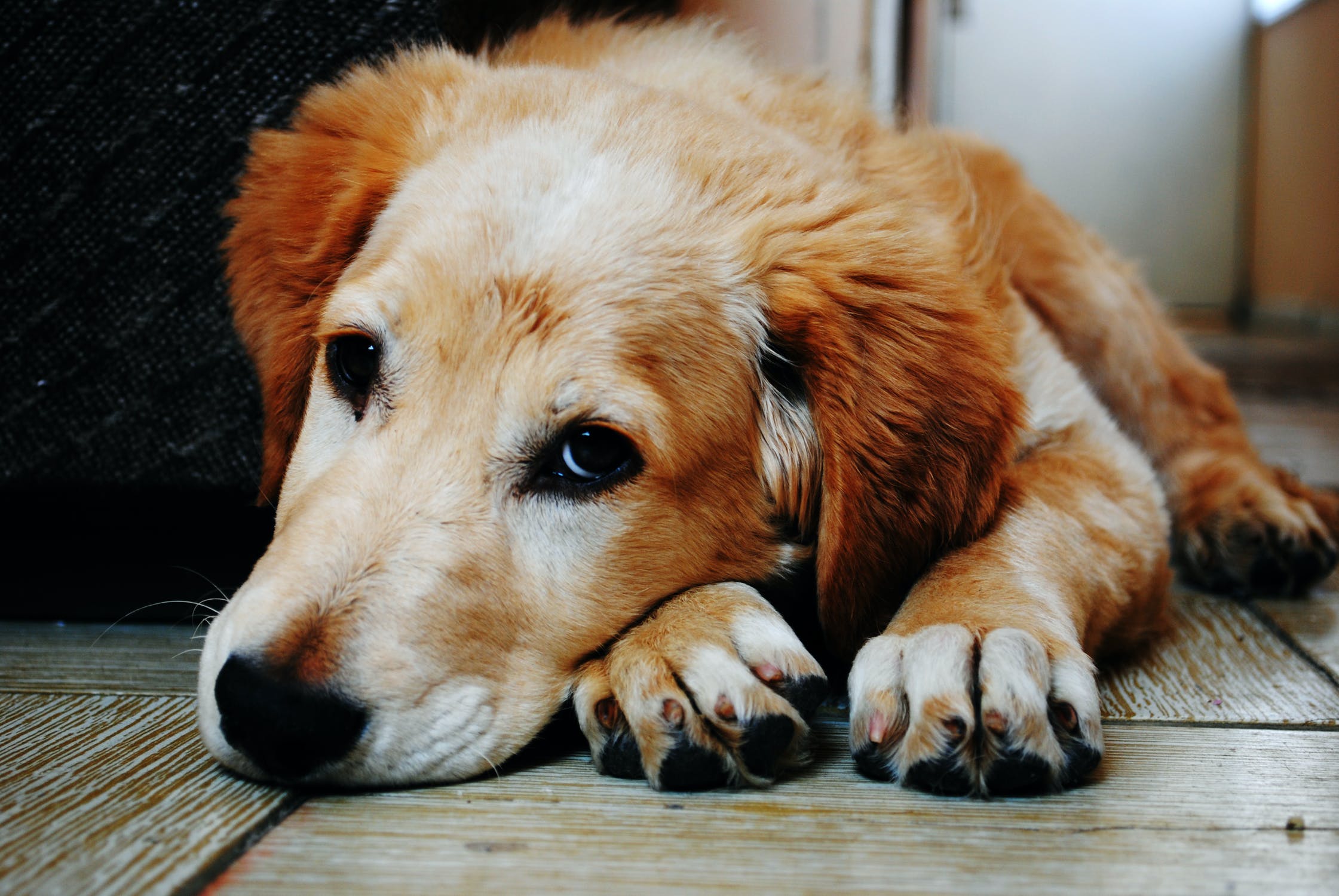 <div style="text-align: center;">"Dogs come into our loves to teach us about love, they depart to teach us about loss.  A new dog never replaces an old dog.  It merely expands the heart."</div>