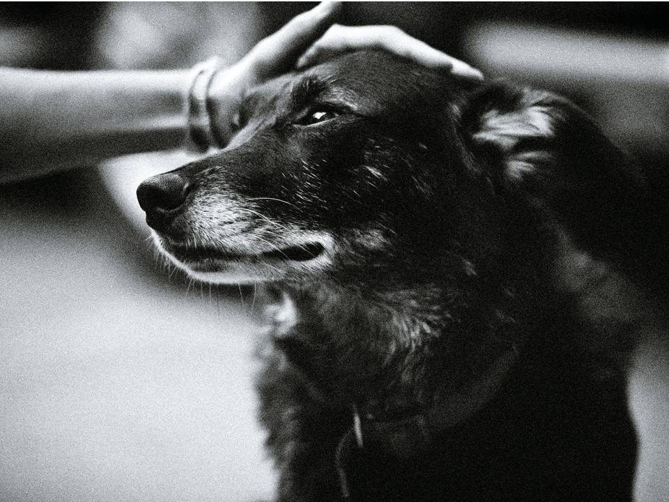 we love our furry friends