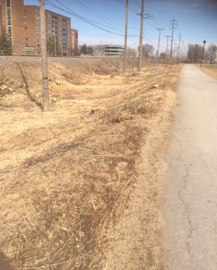 WRA Omand Park Replanting Photo