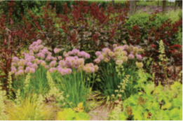 Ornamental planting&nbsp;