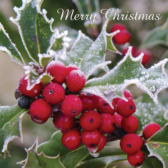 Holly Berries