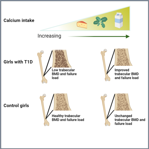 Total calcium intake is associated with trabecular bone density in adolescent girls with type 1 diabetes