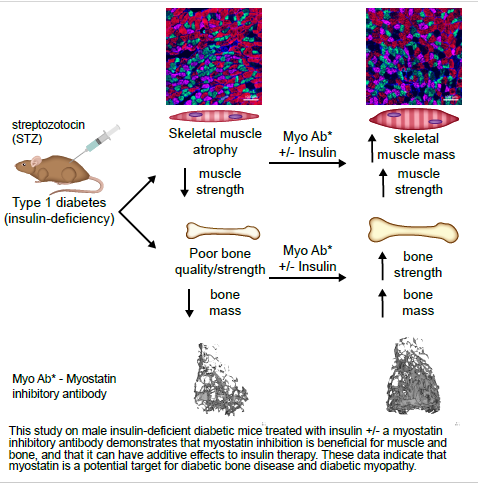 Pharmacologic inhibition of myostatin with a myostatin antibody improves the skeletal muscle and bone phenotype of male insulin-deficient diabetic mice