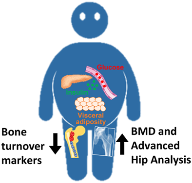 Associations of type 2 diabetes, body composition and insulin resistance with bone parameters: The Dubbo Osteoporosis Epidemiology Study