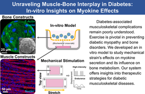 Biomechanical Stimulation of Muscle Constructs Influences Phenotype of Bone Constructs by Modulating Myokine Secretion