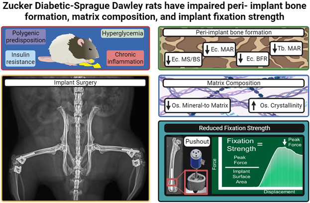Zucker Diabetic-Sprague Dawley rats have impaired peri-implant bone formation, matrix composition, and implant fixation strength