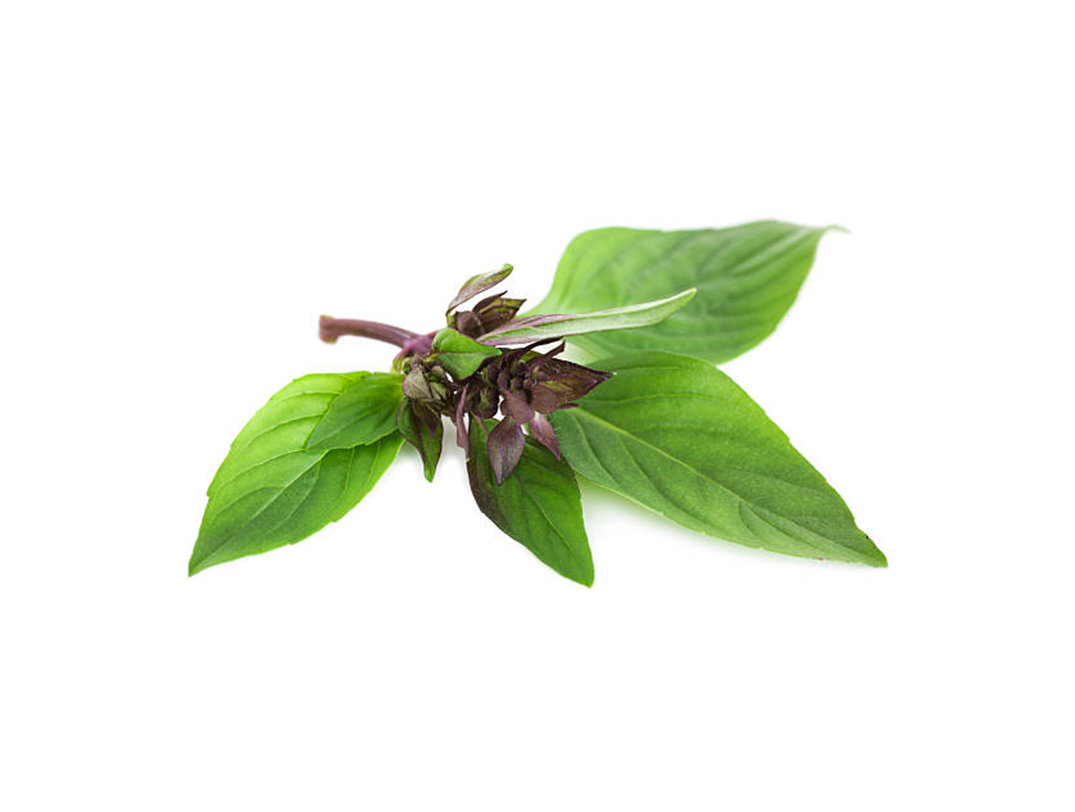  Basilic thaïlandais 