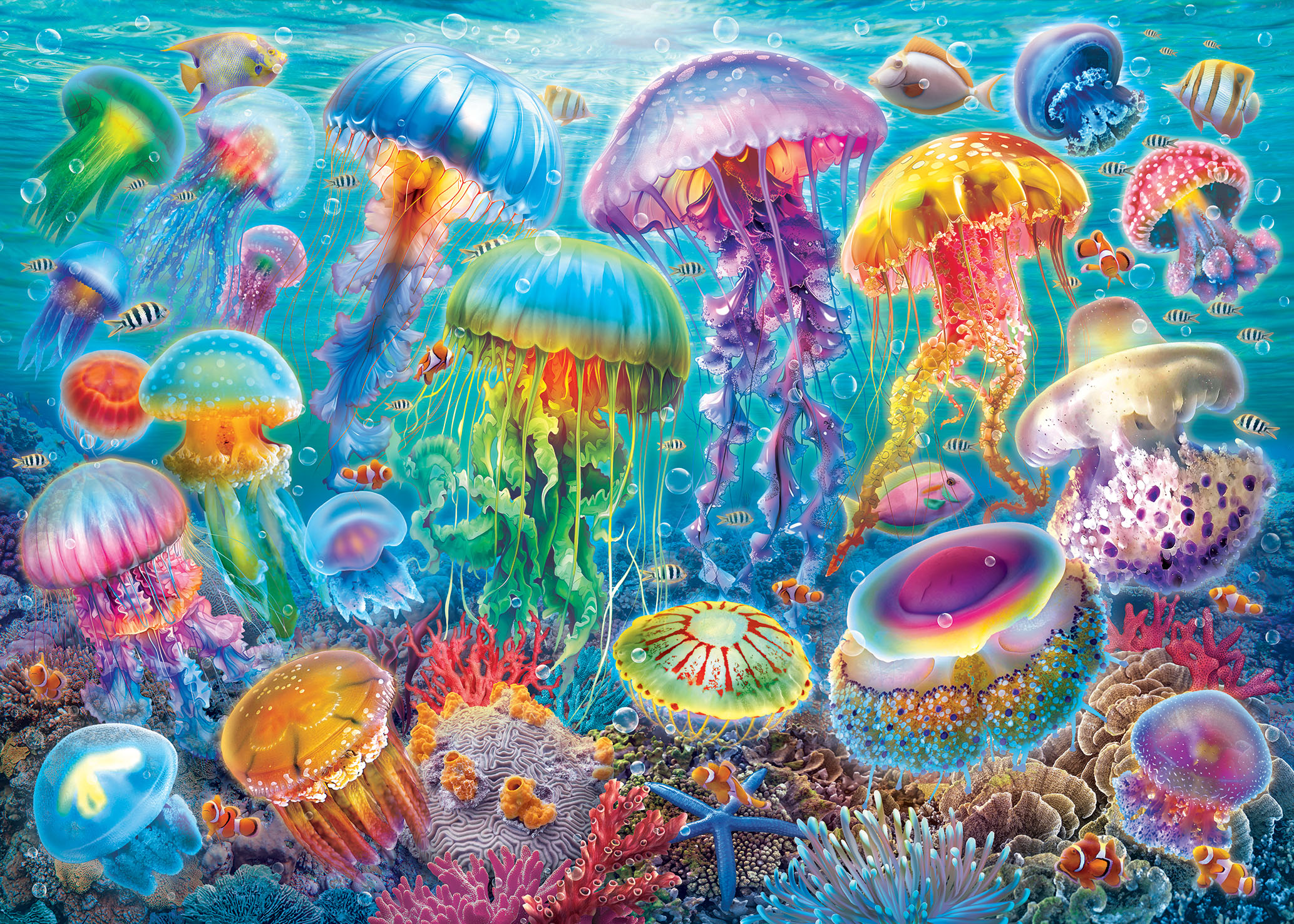 Jelly Fish