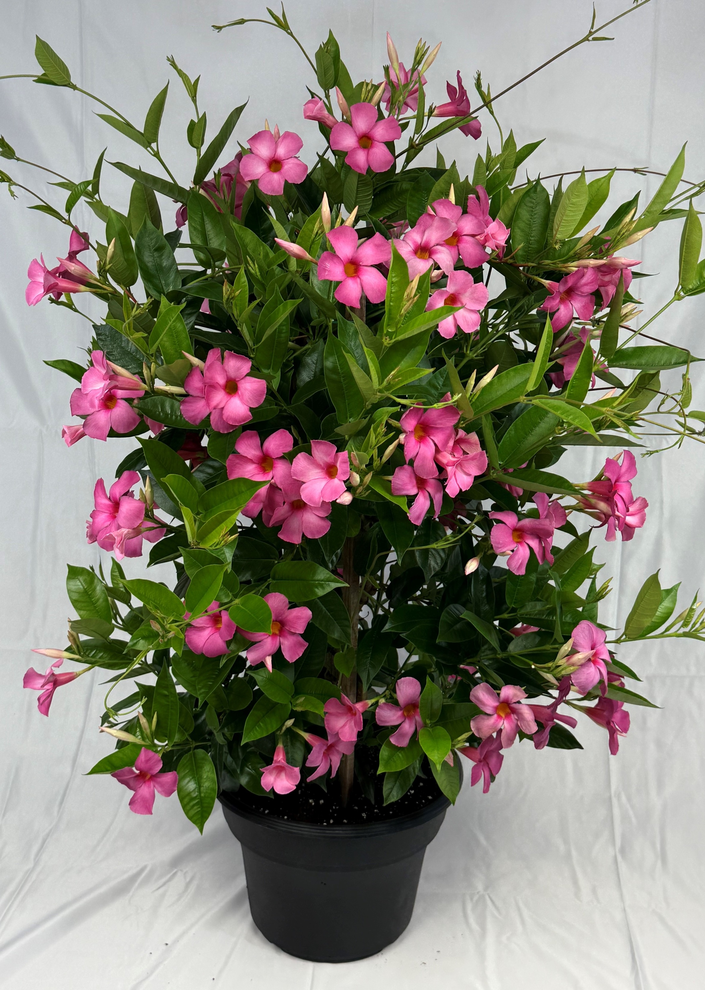 Sundenia Suprema Vivid Pink