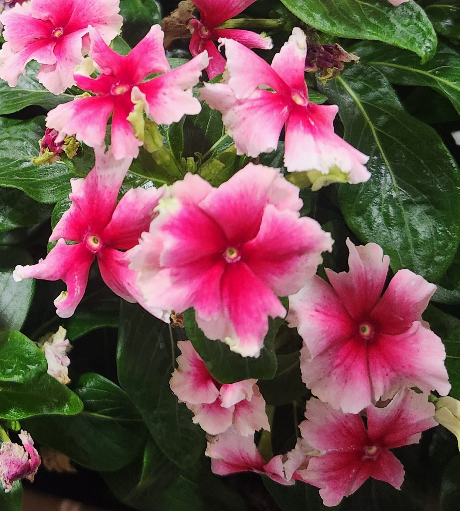 Soiree Flamenco Strawberry Picotee