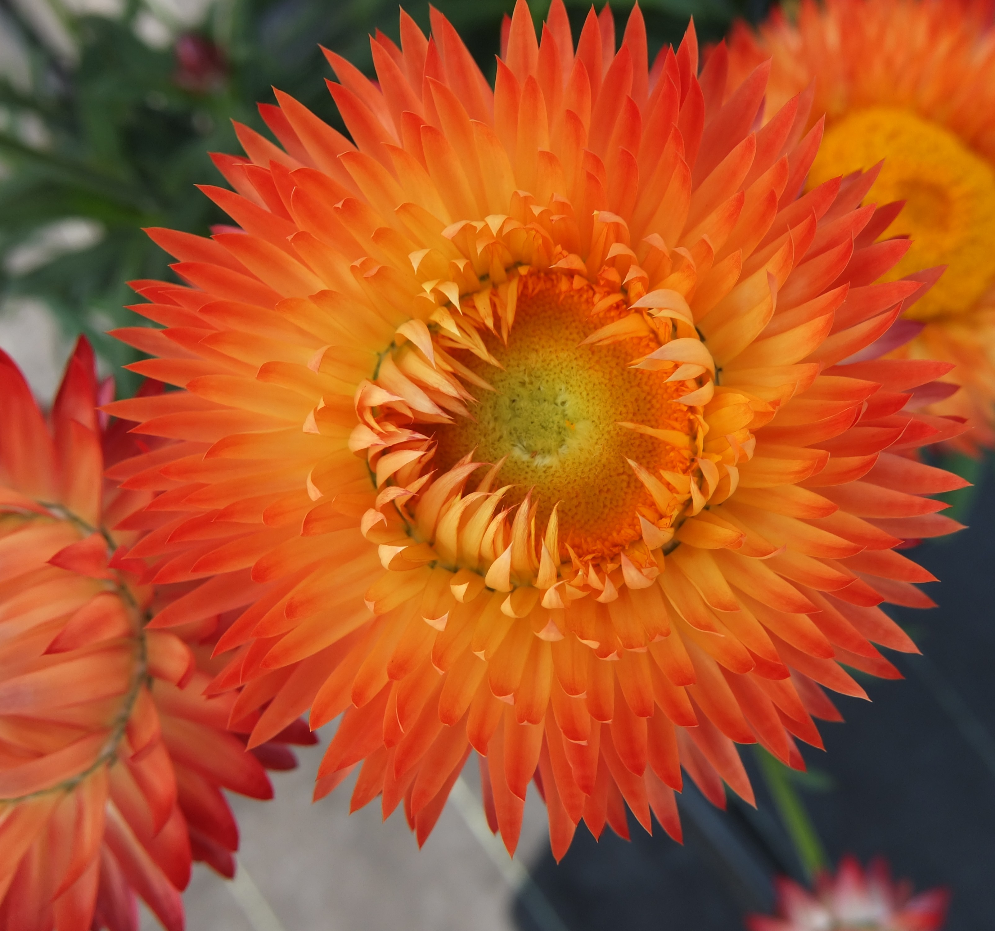 Granvia Orange Flame