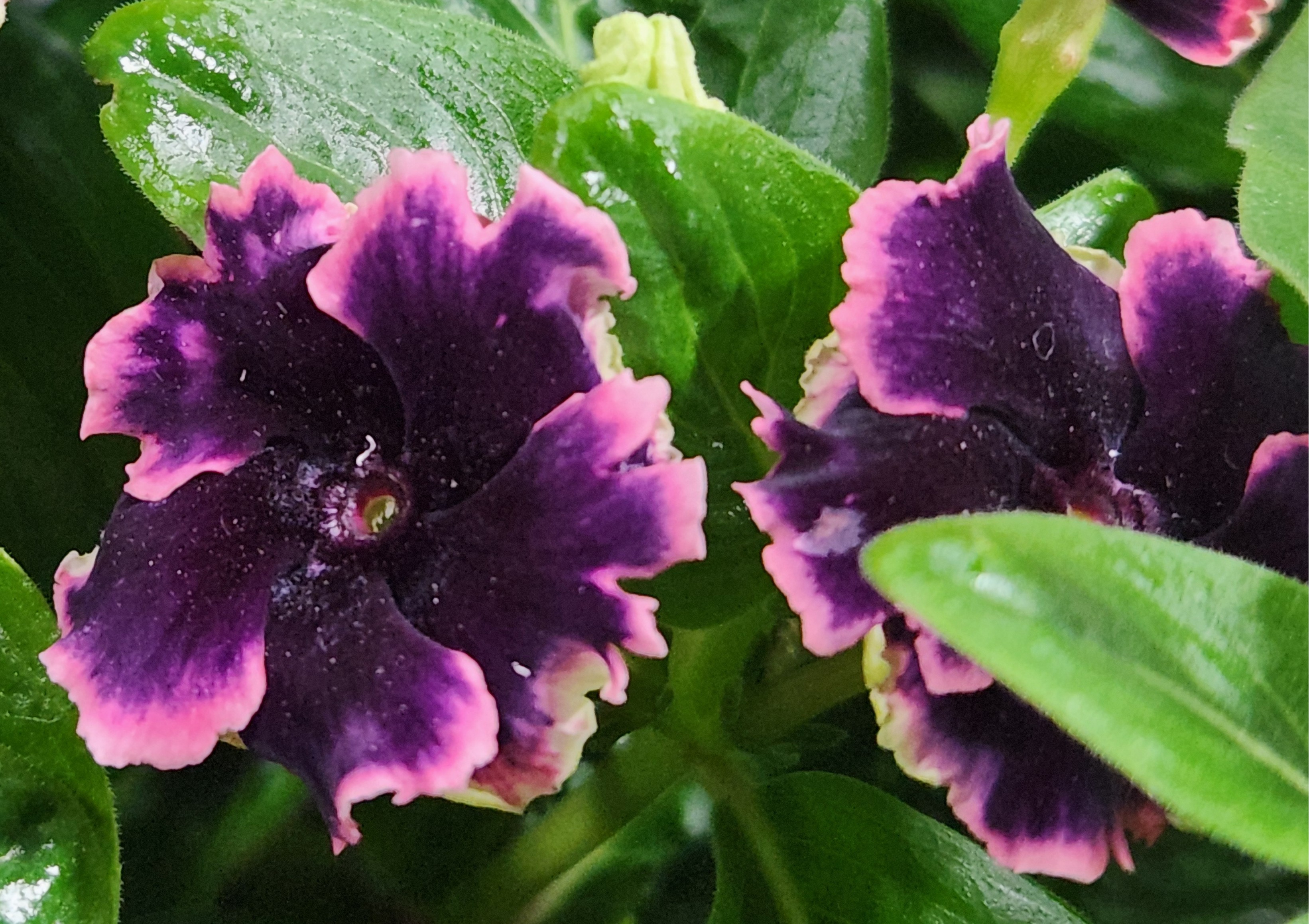 Soiree Flamenco Plum Velvet