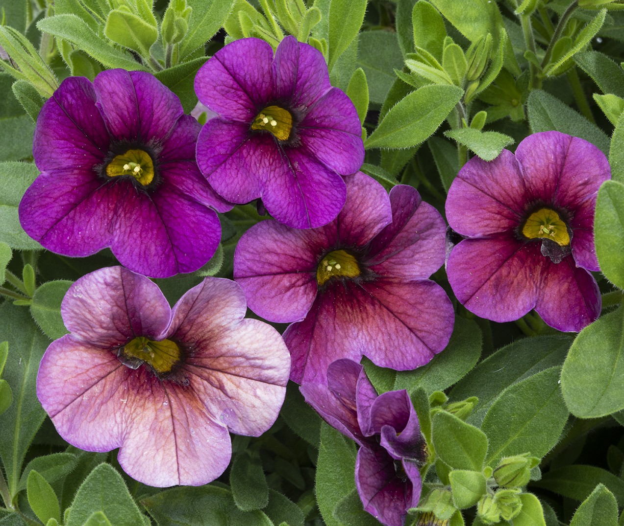 Million Bells Vintage Violet