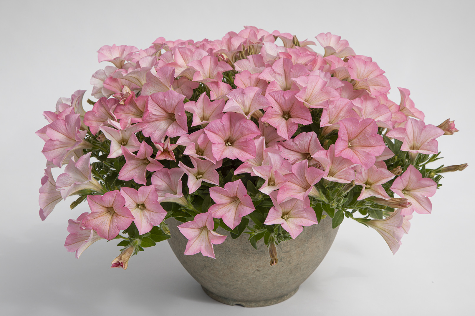 Surfinia Heavenly Cashmere Pink