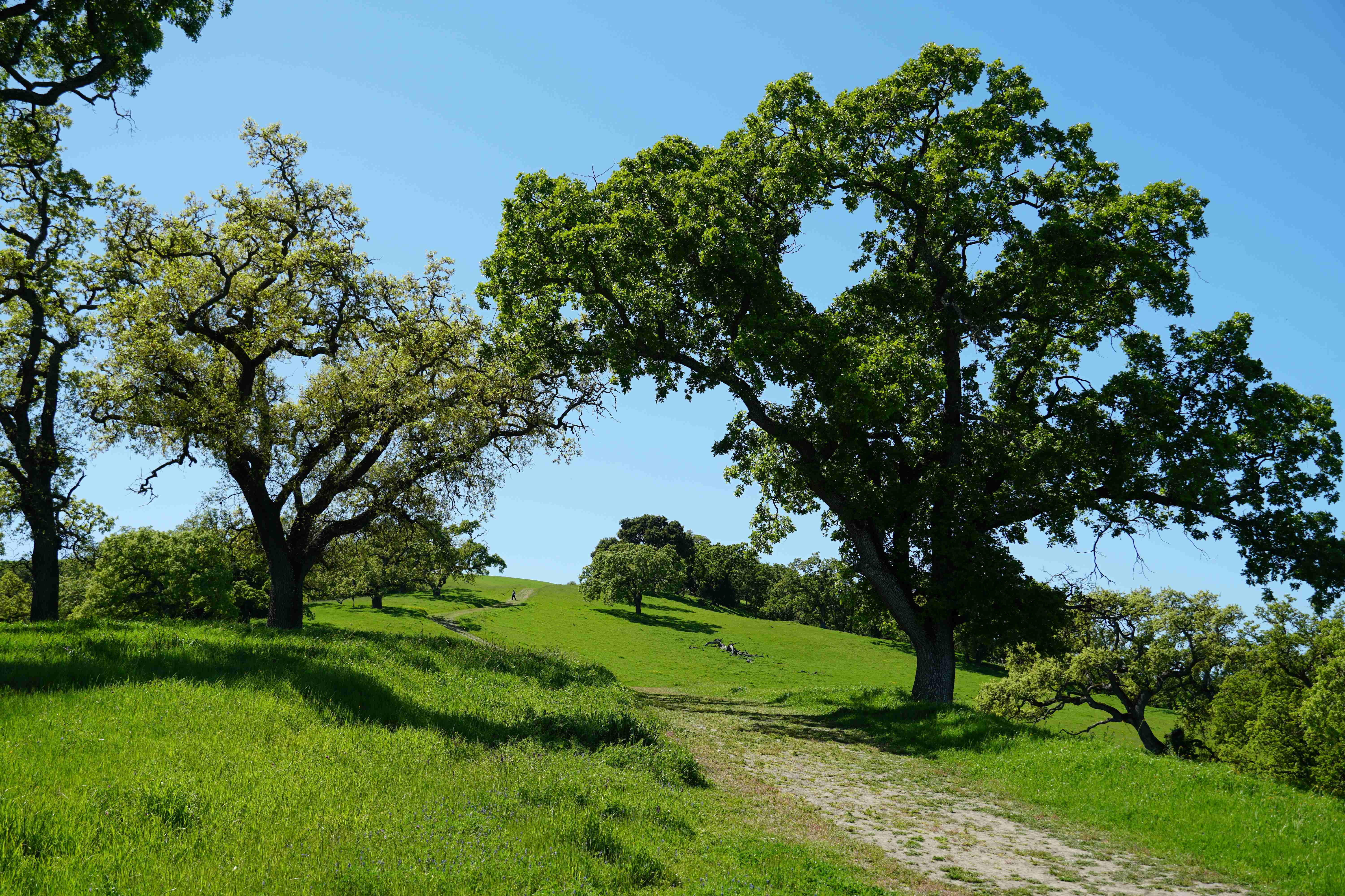 Grey Fox Trail