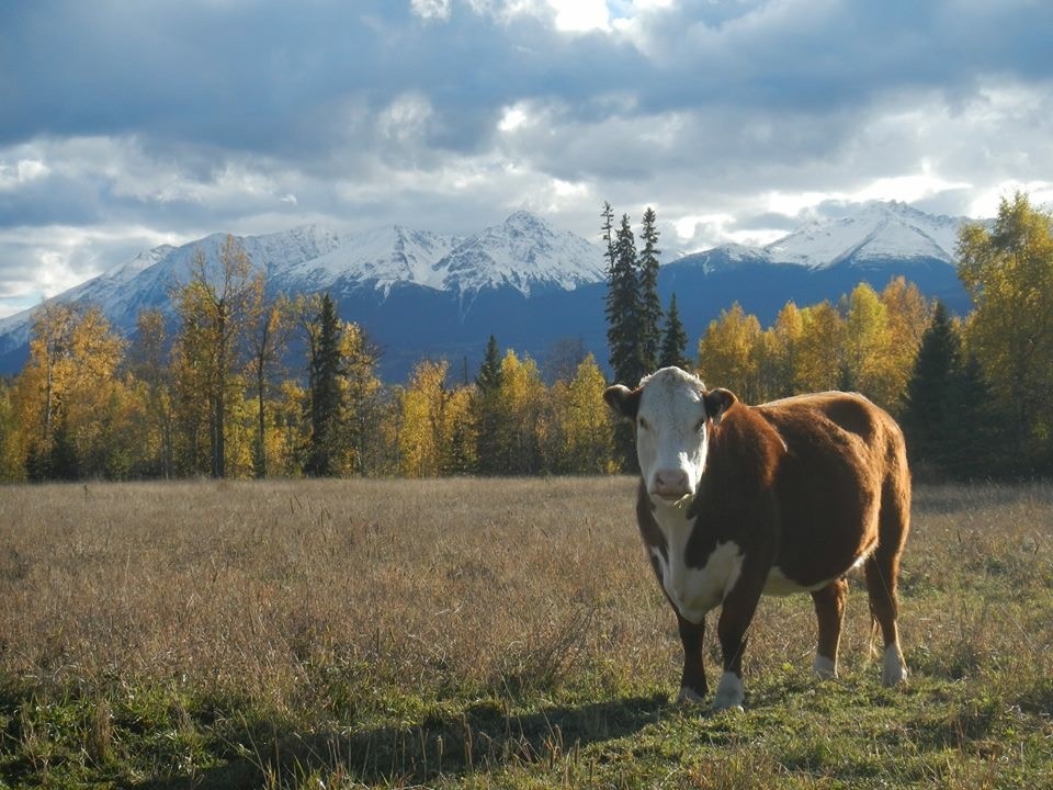 Image by Adrienne Dickson
