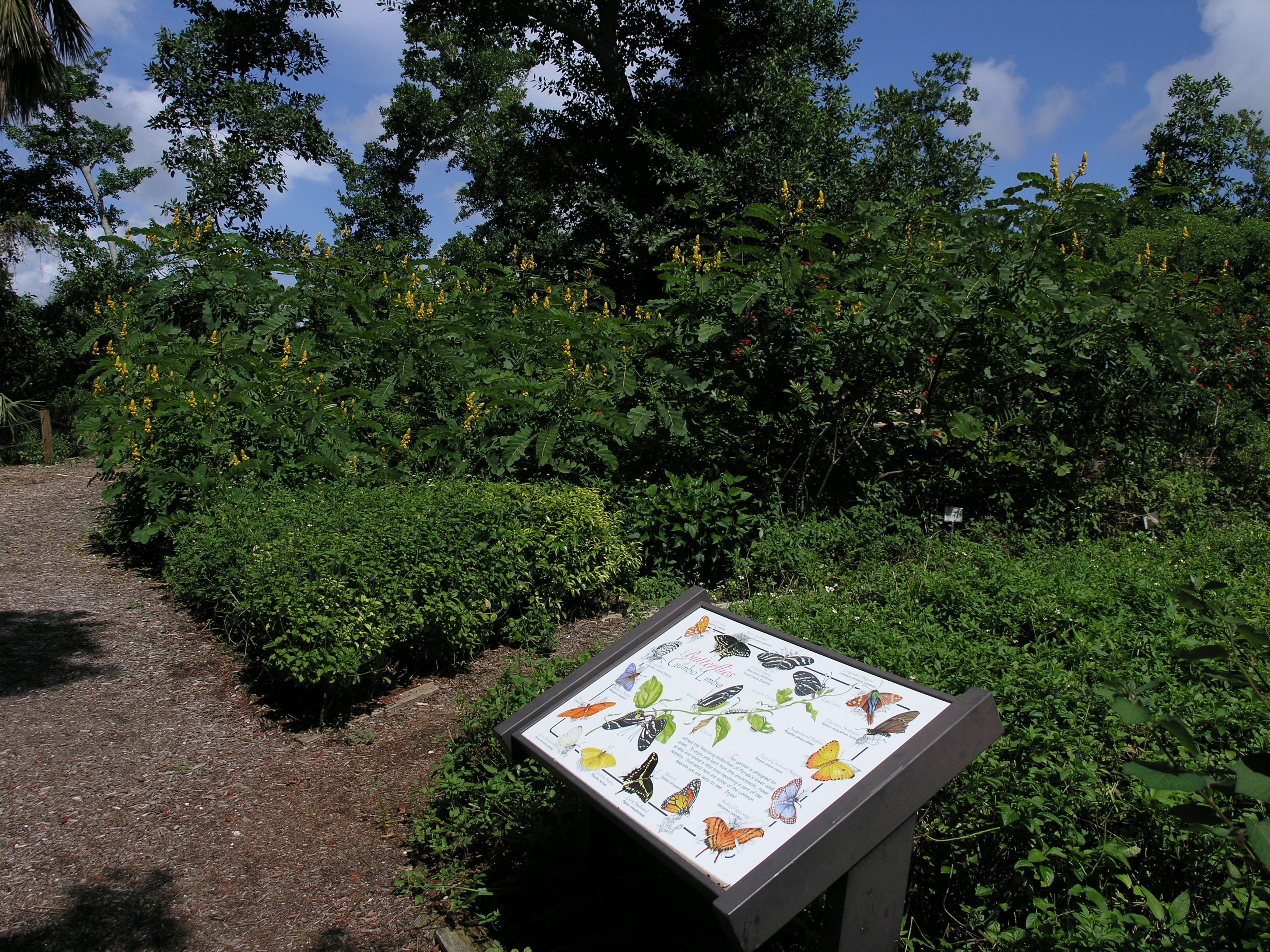 As you walk along the butterfly garden, you will find a butterfly identification sign and butterfly garden guides. Use these tools to learn more about the butterflies at Gumbo Limbo Nature Center.