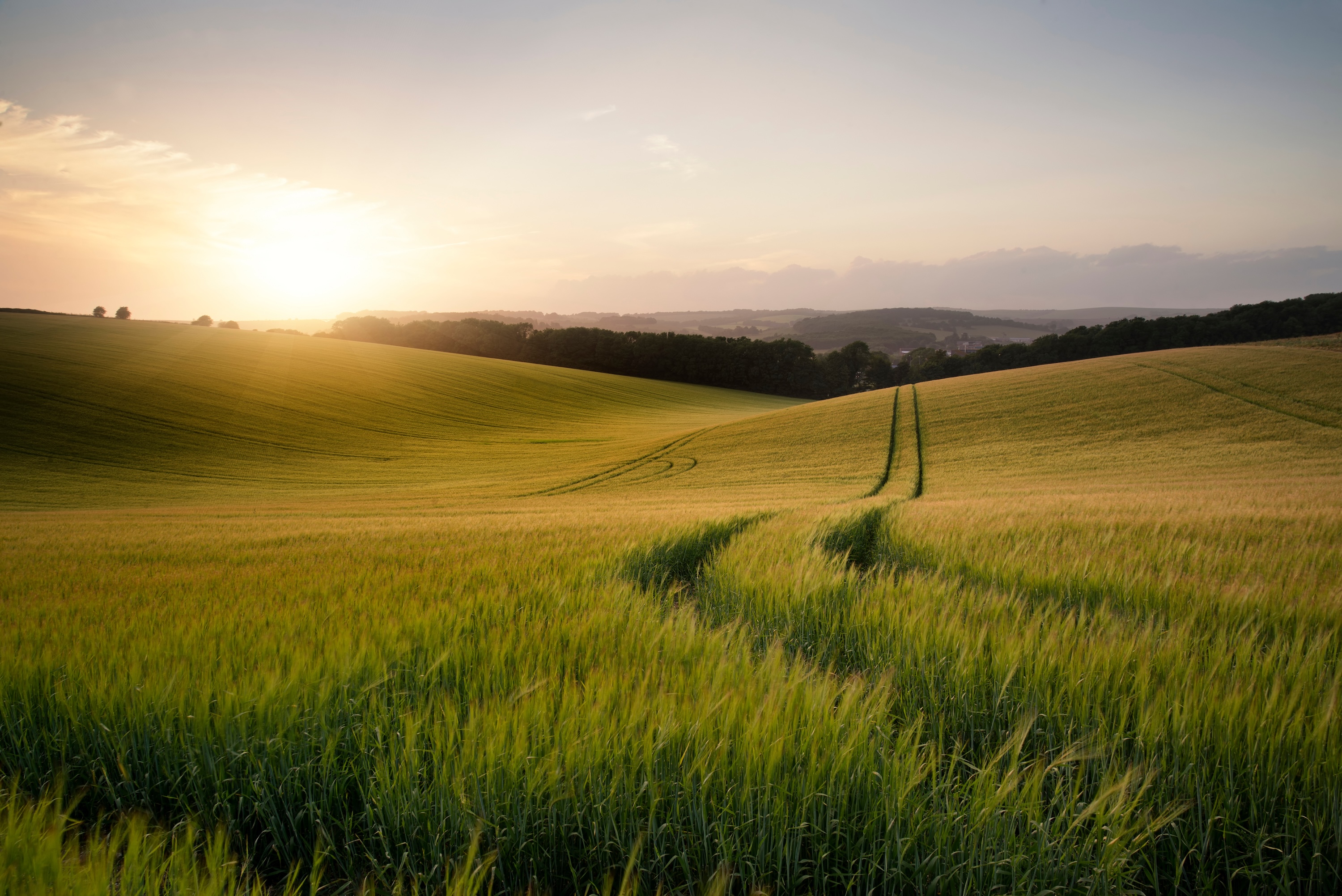Landscape with field