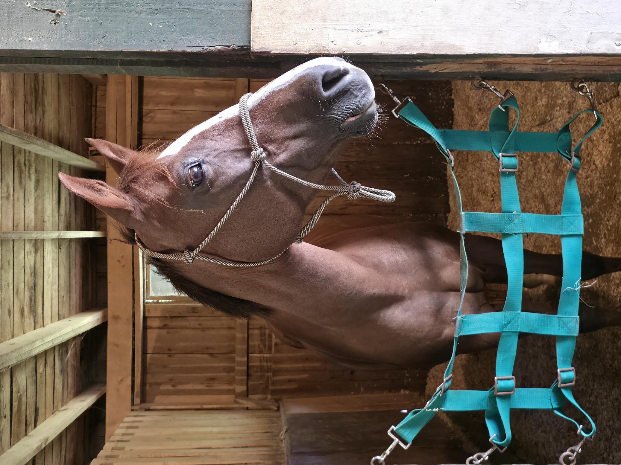 Please complete your $25 donation here before submitting this form. <br><br><a href="https://buy.stripe.com/dR68z396fbpFg7u5kl" rel="nofollow" style="cursor: pointer;" target="_blank">Complete Payment Here</a>