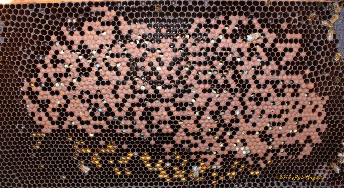 Colonies with PMS will show symptoms of white larvae that are chewed or pecked down by workers. Larvae may appear sunken to the side of the cell and may show symptoms of white with some debris at the posterior end. Pupa will be chewed down/removed or the pupa face chewed part of the way down as seen in the photo. (BeeInformed)