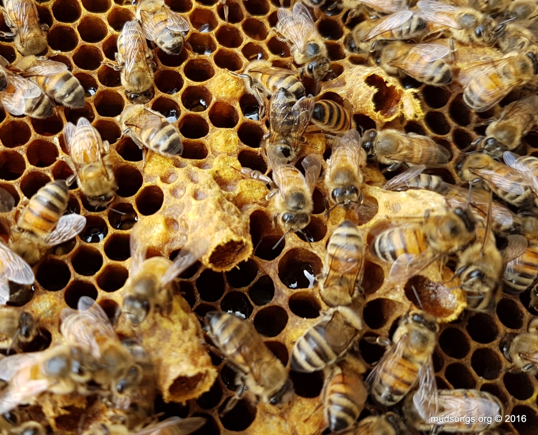 evidence of recent opened queen cells