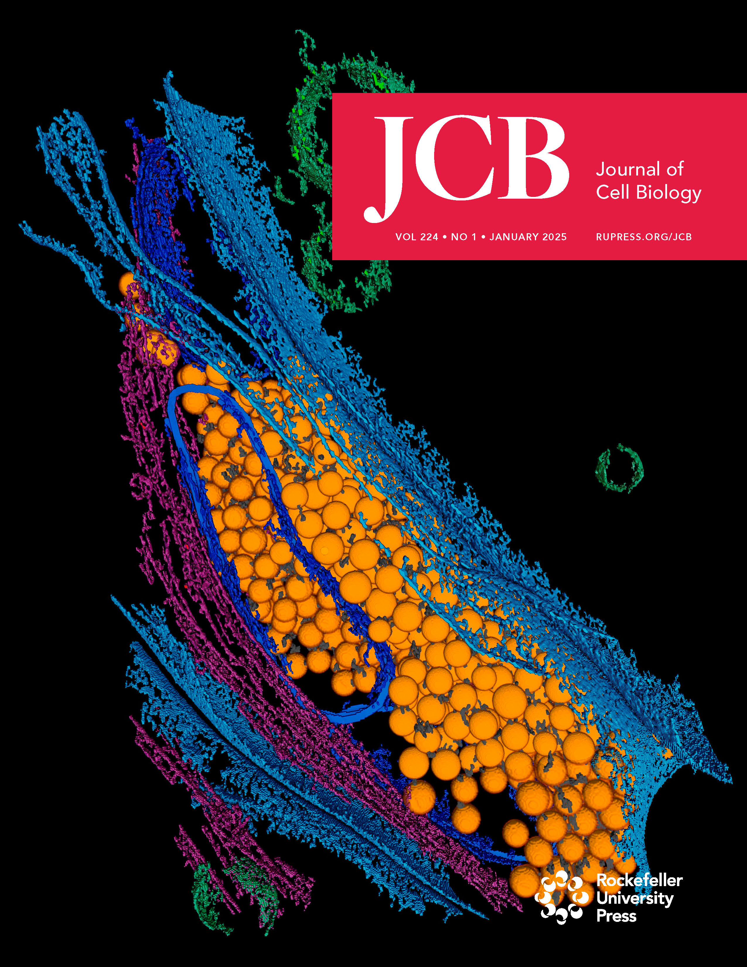 JCB January 2025 Cover