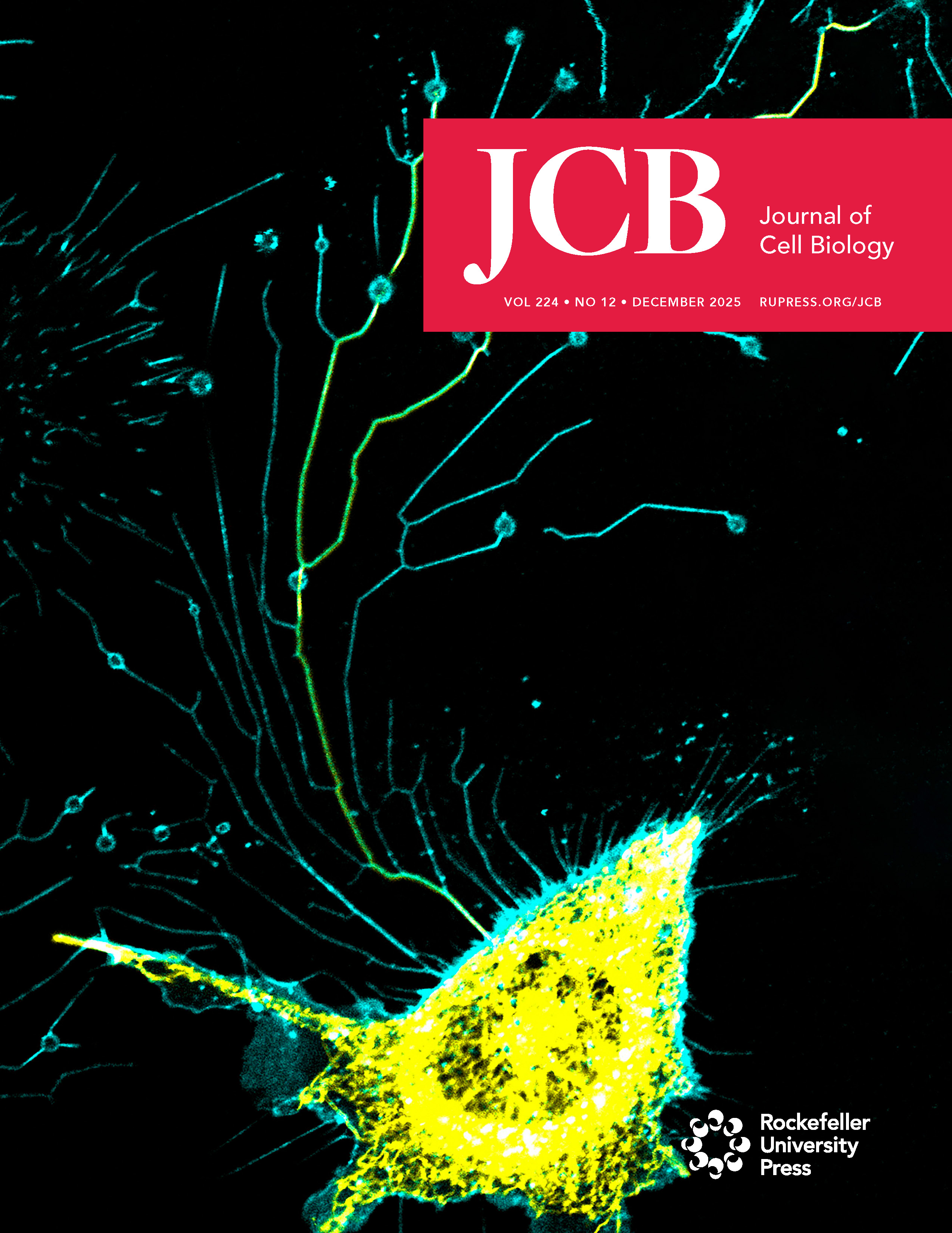 JCB December 2025 Cover