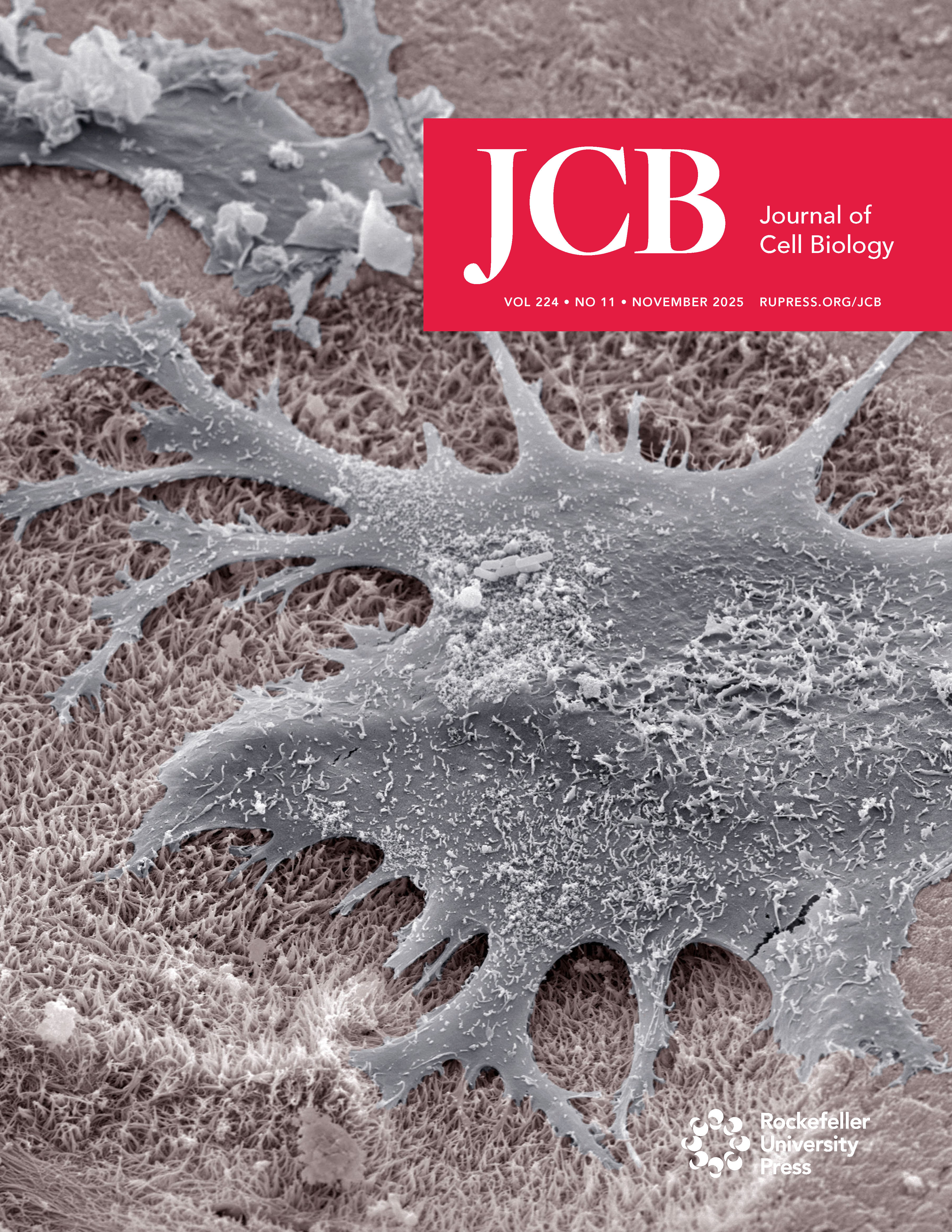 JCB November 2025 Cover