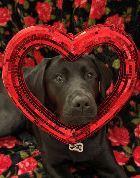 Grover, a black Labrador retriever, looks through a red heart-shaped frame surrounded by Valentine's Day decorations.
