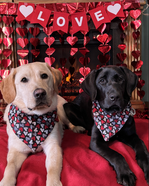 Collin, a yellow Labrador retriever, and Winnie, a black Labrador retriever, lie side by side on a red blanket indoors, wearing heart-patterned Valentine's Day bandanas in front of a fireplace decorated with hanging red hearts and a 'Love' banner.