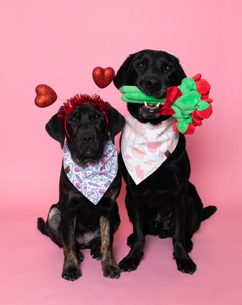 Nutella and Nils, brindle and black Labrador retrievers, sit side by side against a pink backdrop, wearing Valentine's Day bandanas; Nutella wears heart antennae, and Nils holds a plush red rose in his mouth.