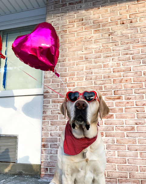 Zion, a yellow Labrador retriever, sits outdoors in front of a brick wall wearing a Valentine's Day bandana, with a pink heart-shaped balloon floating beside him.