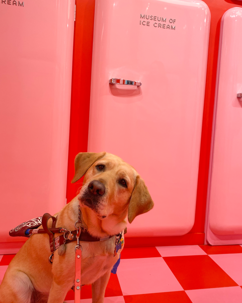 Henna, a yellow Labrador retriever guide dog, sits indoors in front of pink vintage-style refrigerators on a red-and-white checkered floor, wearing a Valentine's Day bandana.