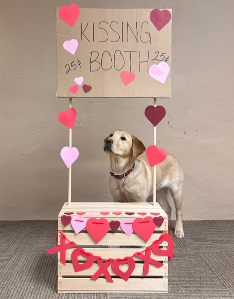 Wexley, a yellow Labrador retriever puppy, sits inside a decorated Valentine's Day box beneath a handmade 'Kissing Booth' sign surrounded by pink and red hearts.