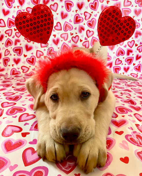 Kristian, a yellow Labrador retriever puppy, lies on a red Valentine's Day blanket with heart patterns, wearing a red heart headband in front of a festive heart-themed backdrop.