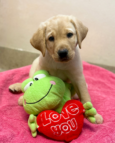 Praline, a yellow Labrador retriever puppy, sits on a pink blanket holding a green plush toy and a red Valentine's Day heart that reads 'Love You'.