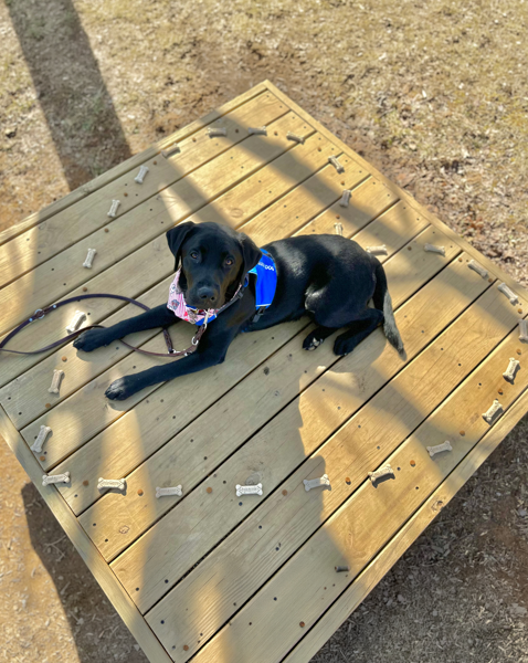 Driver, a black Labrador retriever, lies on a wooden platform outdoors wearing a blue training vest and a Valentine's Day bandana, surrounded by small bone-shaped treats.