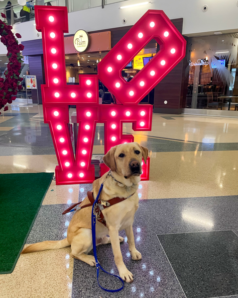 Presley, a yellow Labrador retriever guide dog, stands in harness indoors next to a large red light-up 'Love' sign decorated for Valentine's Day.