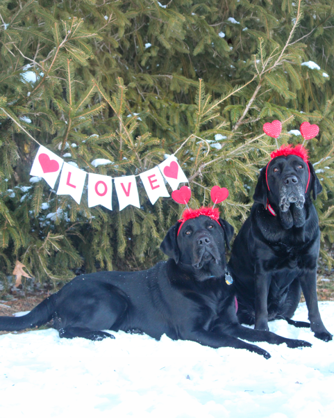Tacoma and Ed, black Labrador retrievers, pose together outdoors in the snow wearing Valentine's Day accessories, with a festive 'Love' banner hanging behind them.