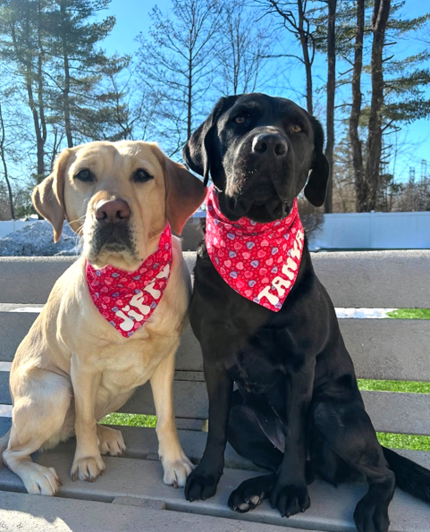 Jiffy, a yellow Labrador retriever, and Tanya a black Labrador retriever, sit side by side on a wooden bench outdoors, both wearing red Valentine's Day bandanas with heart patterns.