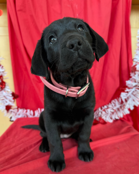 Gracelin, a black Labrador retriever puppy, sits on a red blanket in front of a red Valentine's Day backdrop, wearing a festive bandana.